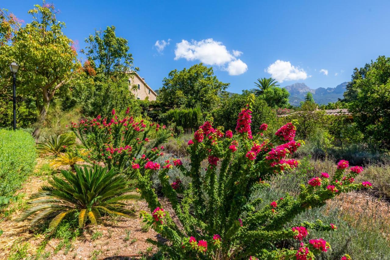 Ca's Curial - - Adults Only * Soller